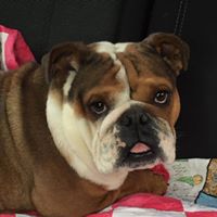 Buckeye Bulldog Rescue