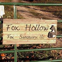 The Pet Fox Blog