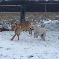 The Pet Retreat Boarding Kennel