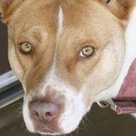 Meigs County Canine Rescue & Adoption Center