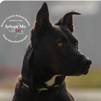 Brown County Animal Shelter