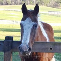 Red Clay Ranch Equine Rescue and Sanctuary, Inc.