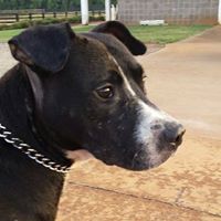 Friends of the Manchester Animal Shelter – Georgia