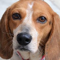 Atlanta Beagle Rescue