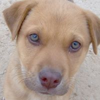 Lazy S Rescue Ranch