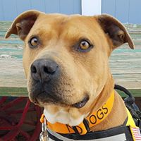 Alamogordo Dog Rescue