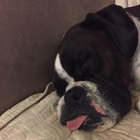 Boxer Rescue of Albuquerque