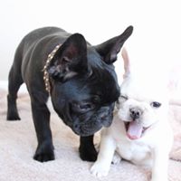 New Mexico French Bulldogs