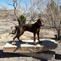 Doberman Rescue of New Mexico