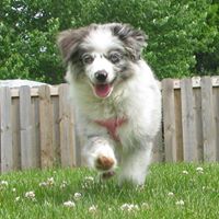 Misty’s Toy Aussies