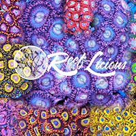 Reef-Licious LLC