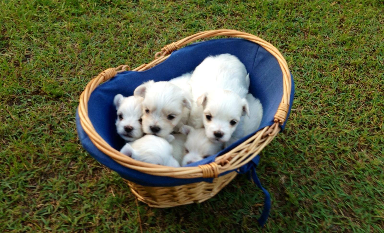 Maltese Family Breeders