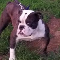 BoneKrusher Kennel