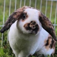 Ellie’s Rabbitry