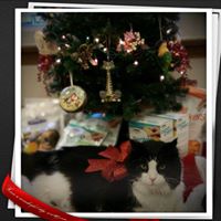 Carlson Pet Hospital
