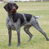 Ozarkforst Kennels