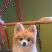 The Pet Shuttle & Spa Inc.