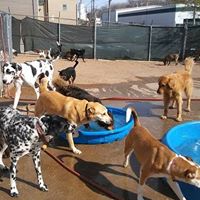 A Dog’s Fun Playce