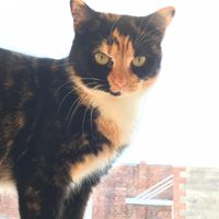 The Scratching Post Cat Shelter