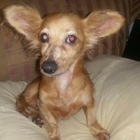 Lifeline Animal Placement & Protection – LAPP