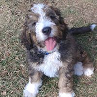 Bernedoodle’s of Kansas