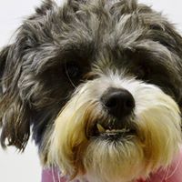 Emporia Kansas Animal Shelter