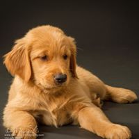 Deborah’s Goldens