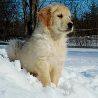 Heart Of Gold Kennel