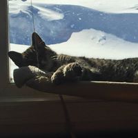 PAWS Animal Welfare Society, Inc, Fort Kent