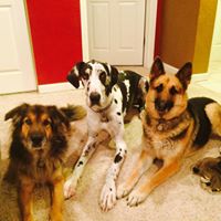 SPOT (Specialized Pet and Obedience Training