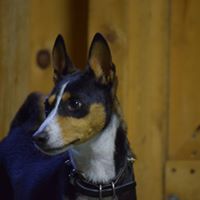 K-9 connection