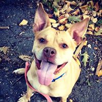 Friends of the New Haven Animal Shelter