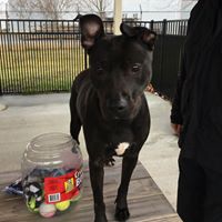 East Haven Animal Shelter