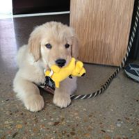 Aurora Animal Hospital