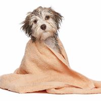 A Clip Above – Pet Styling