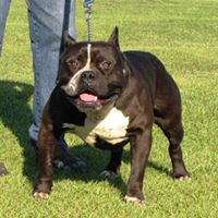 Ala Miss Kennels, located between Mobile Alabama / Hattiesburg Mississippi