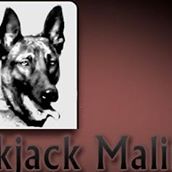 BlackJack Malinois