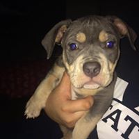 East Mississippi Kennels