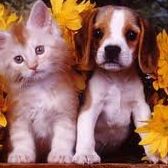 Cameron Animal Hospital