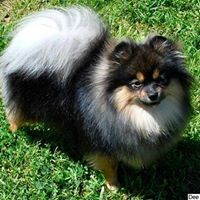Pomeranian Puppies For Sale