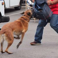 Los Angeles Dog Training