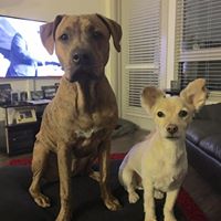 Toni’s Pet Concierge