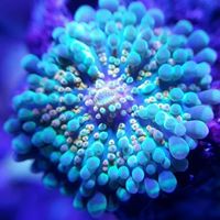 Bob’s Tropical Fish