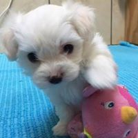 Charming maltese pups for sale
