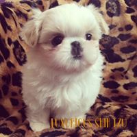 Luxurious Shih tzu