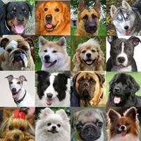 Downtown Los Angeles Animal Shelter Cats and Dogs