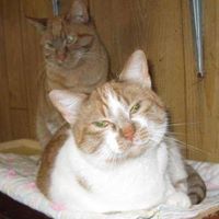 Windmill Animal Rescue