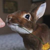 Cottontail Cottage Rabbit Rescue