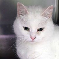 Responsible Pet Care of Oxford Hills
