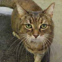 Bucksport Animal Shelter